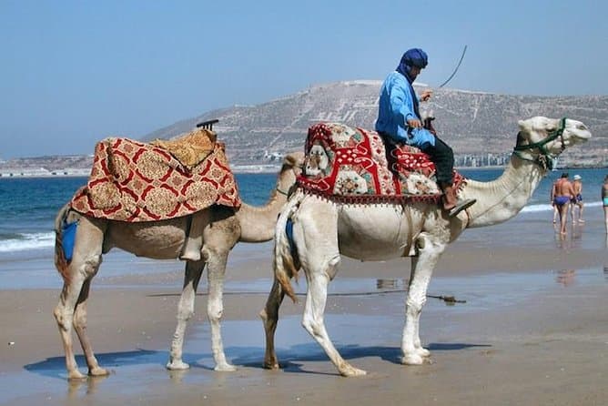 Agadir Camel Ride Experience